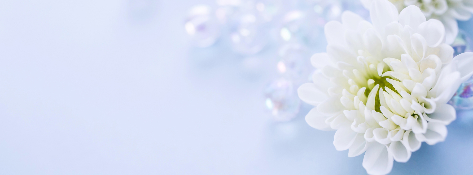 メインイメージ菊の花